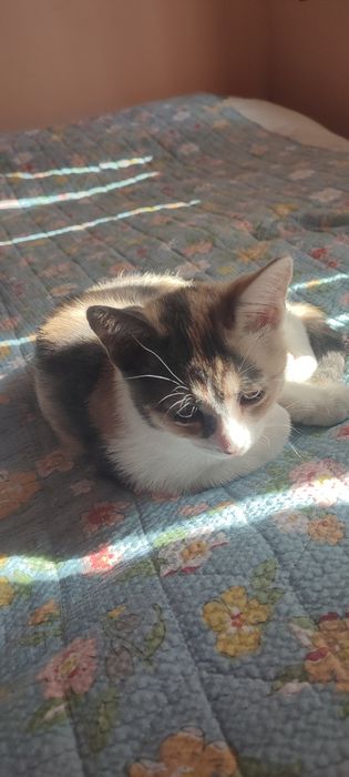 Котёнок отдам даром