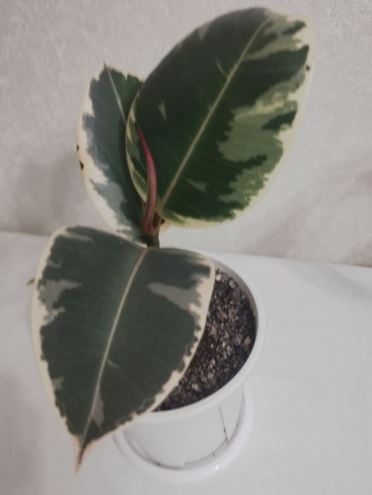 Кротоны пёстрые  ,район Евразии