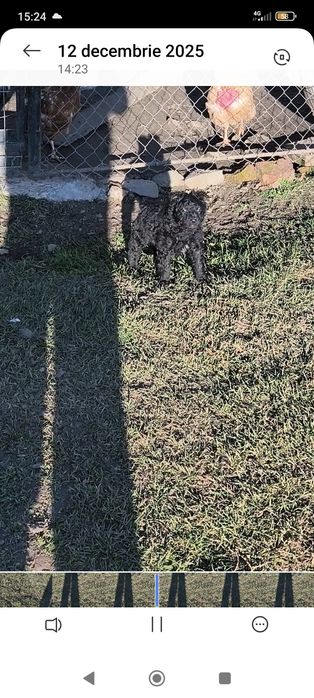 Căței de întors rasa MUDI