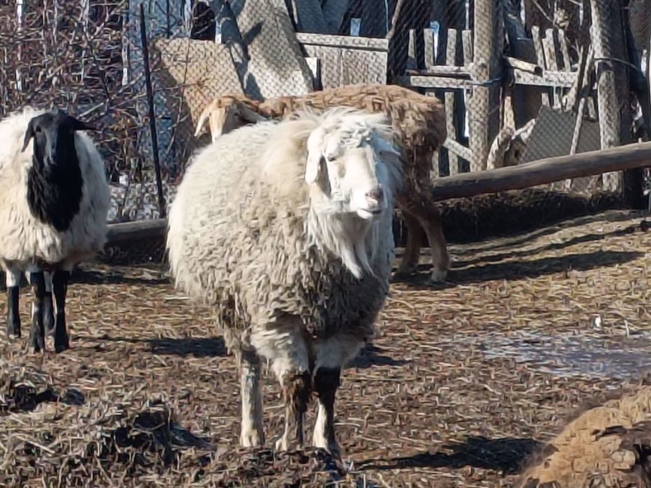 Қошқар  сатылады