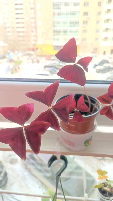 Кислица ( оксалис)