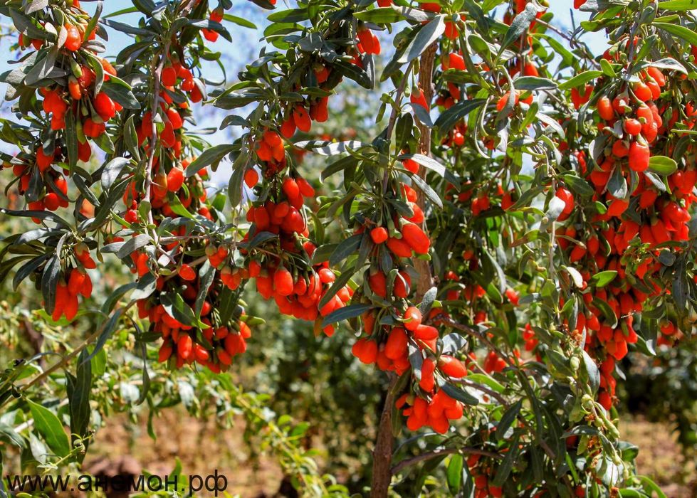 Гожи жуда фойдали ва қиммат.  кўчатлари акцияда