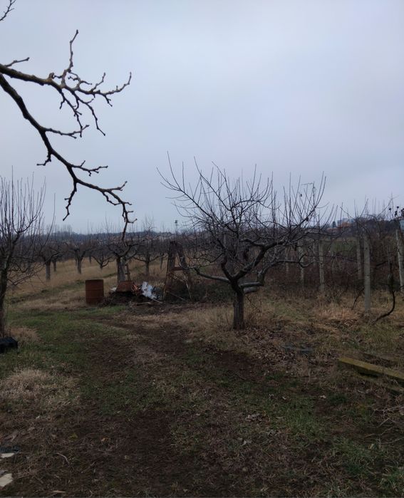 Продава се Парцел в с. Самораново, Област Кюстендил - 7100 кв.м за 15 €/кв.м - Снимка #1