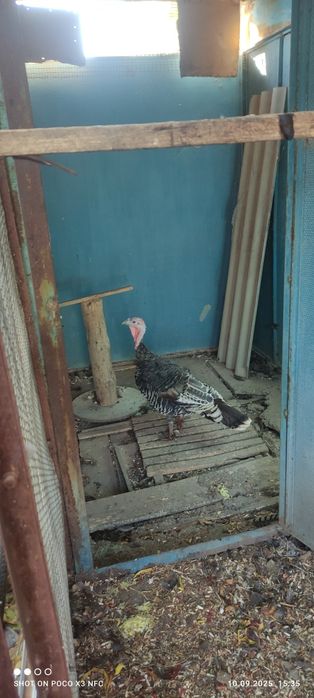 Индюшка наседка живой инкубатор