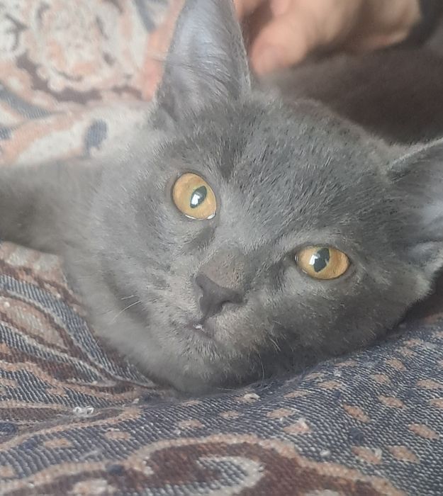 Отдам котёнка в хорошие руки