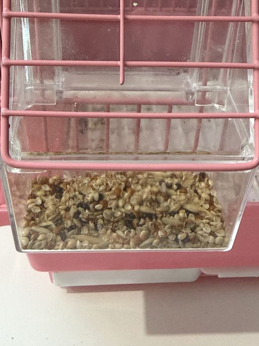 Тоты құс сатылады