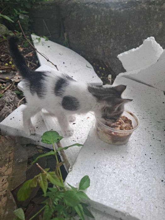 Котета търсят дом