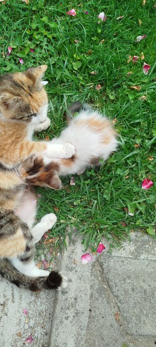 Подарявам четири малки котенца