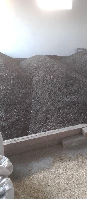 Floarea soarelui recoltā 2025