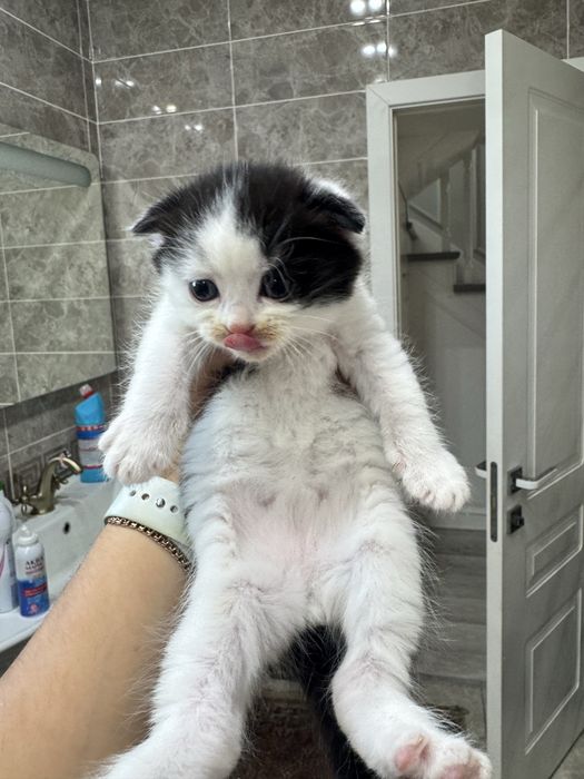 Продам вислоухих котят Scottish Fold