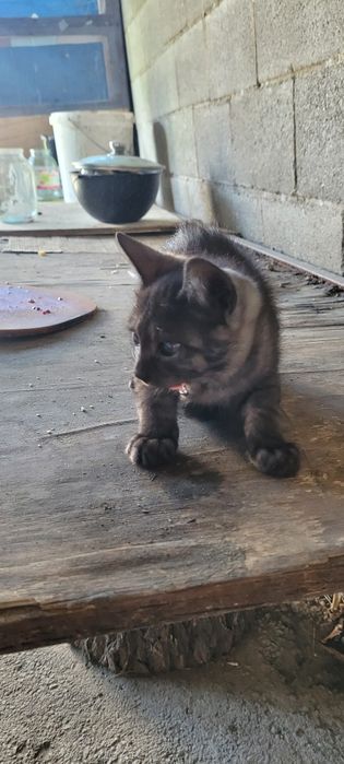 Котята  мальчики