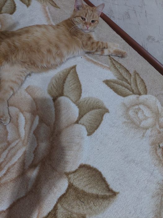 Отдам в добрые руки.