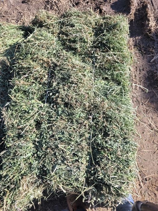 Шоп Сено Жонышка Клевер