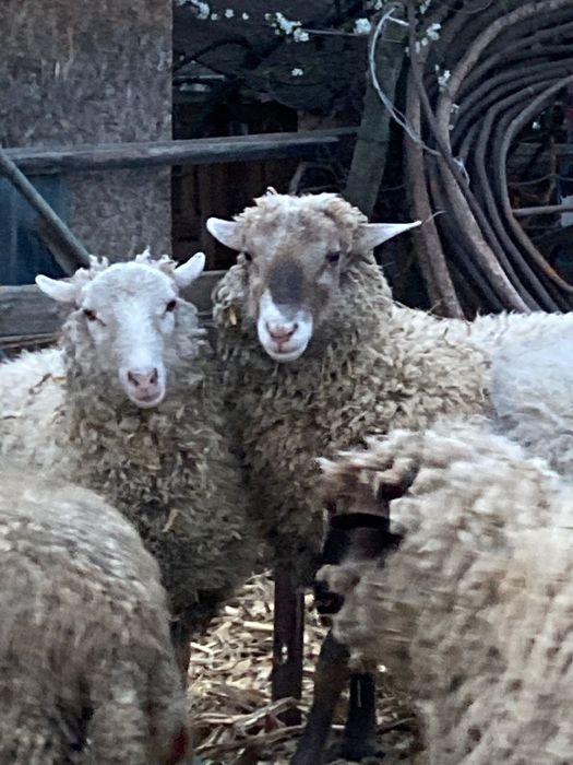 De vânzare berbecuți