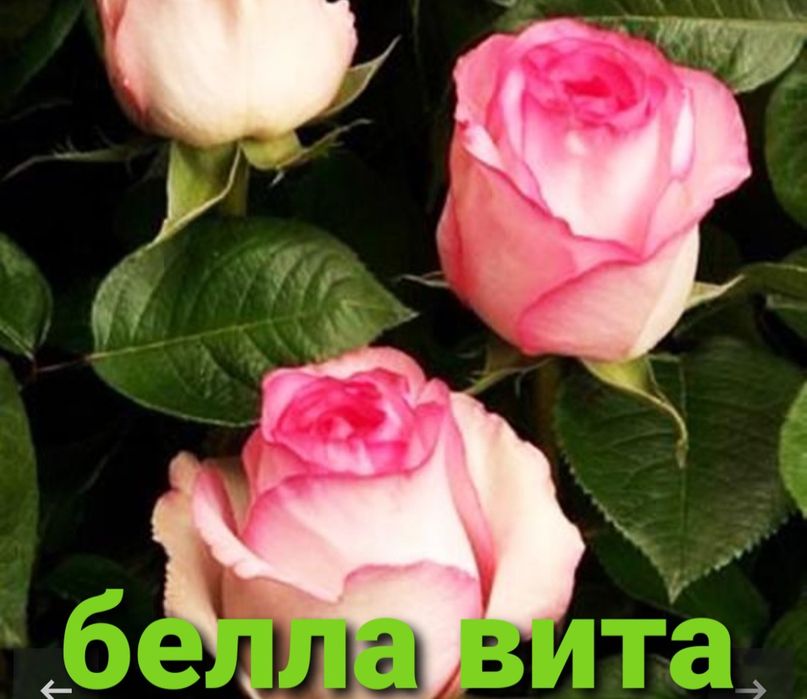 Розы укоренённые