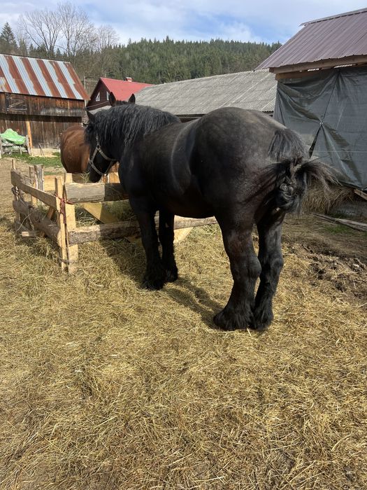 Armasar 2/3 ani disponibil pentru monta ! Posibil si de vanzare !