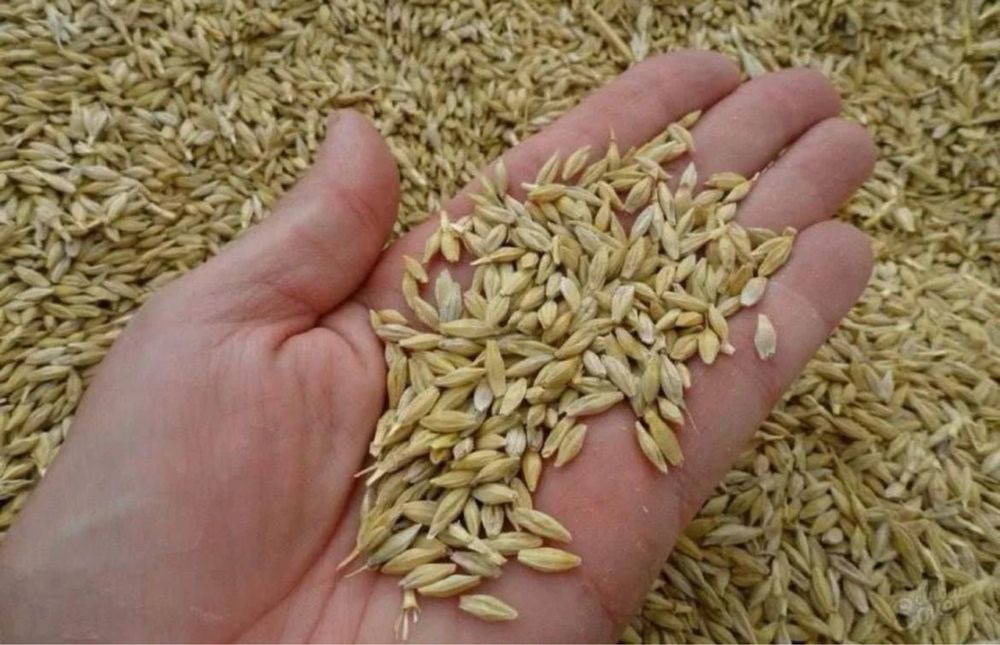 Продам Ячмень. Цена 95 тыс