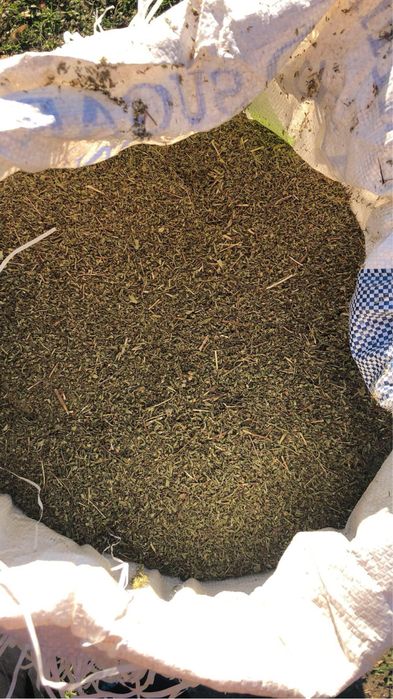 Чубрица реколта 2024