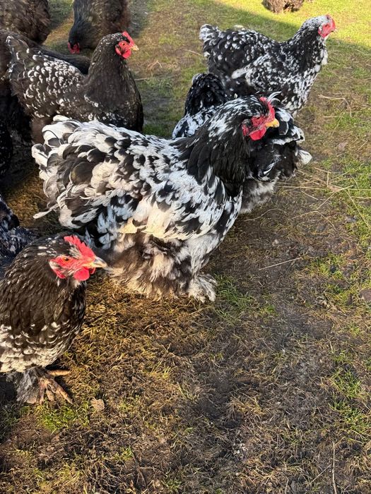 Vând ouă de Cochinchina uriaș bobat