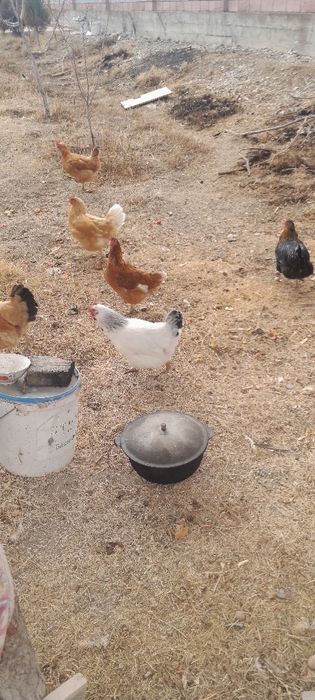 Продаётся домашние курицы несушки