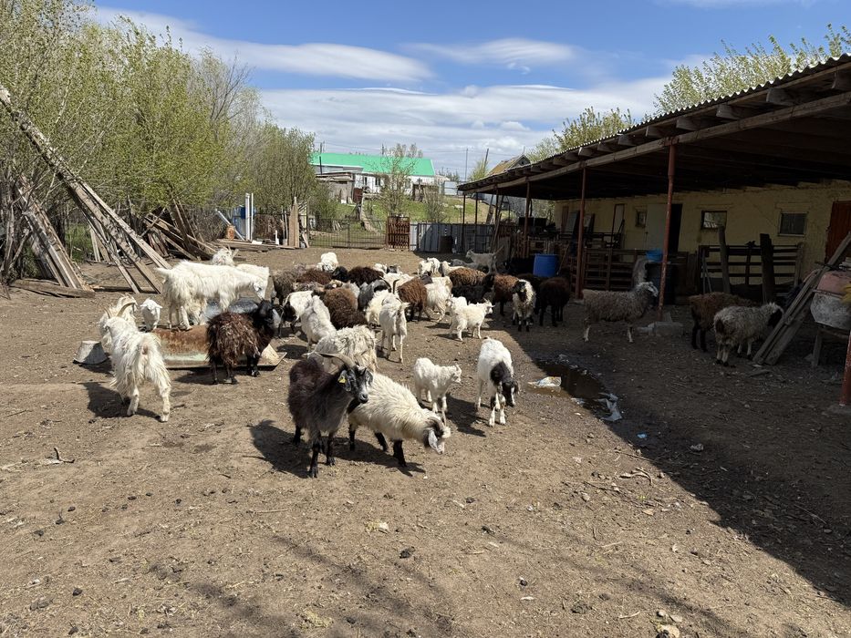 Ешкі сатылады , лақтар сатылады