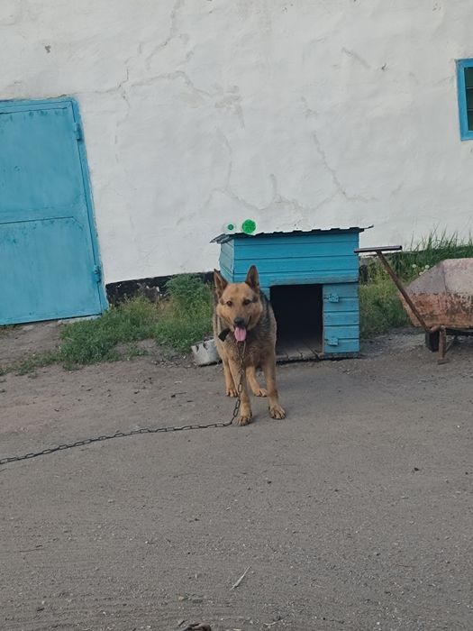 Немецкая овчарка Бесплатно