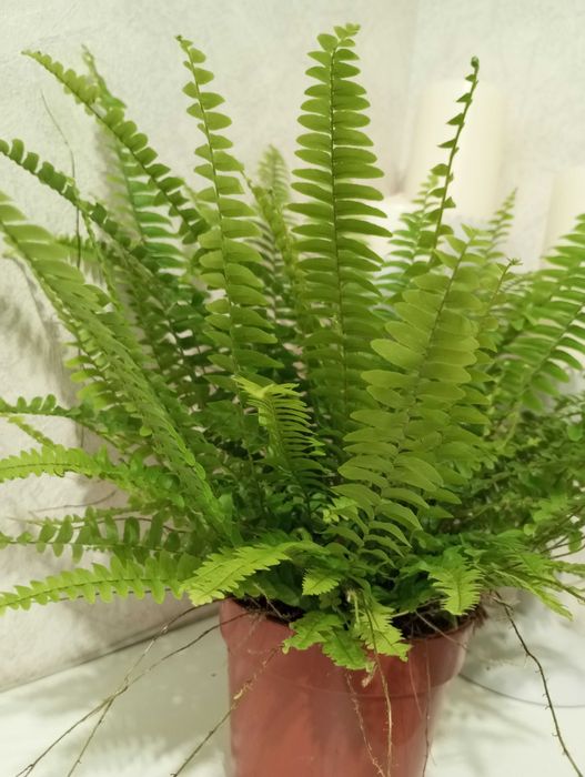 цветок папоротник