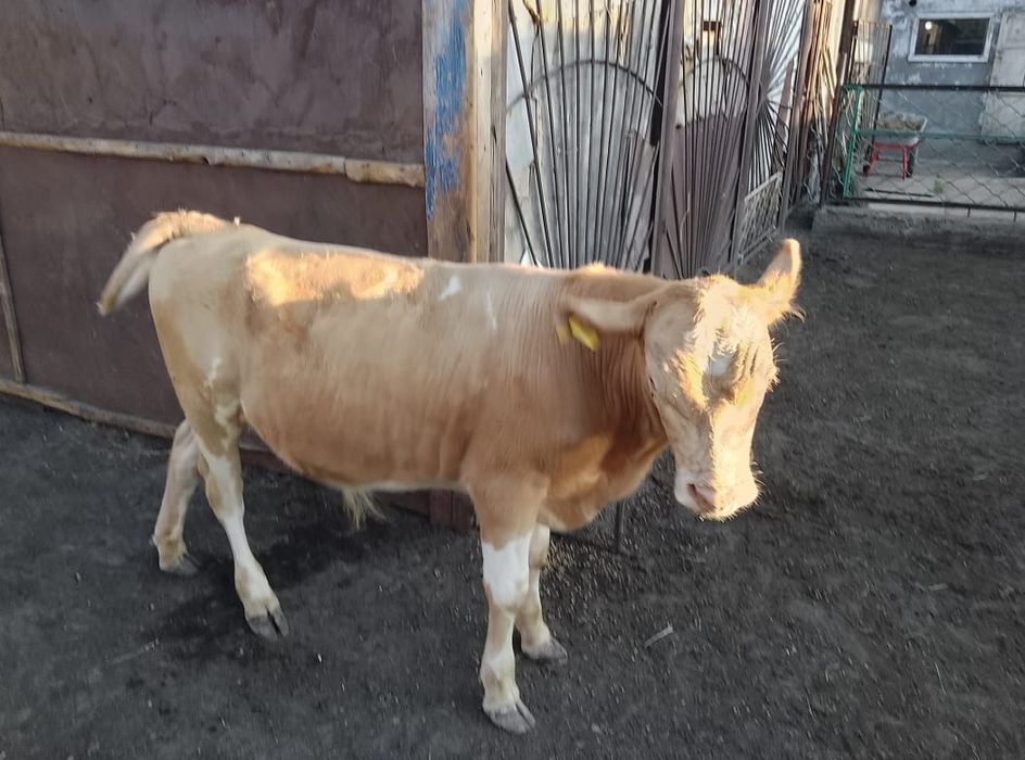 Продается корова с телятами