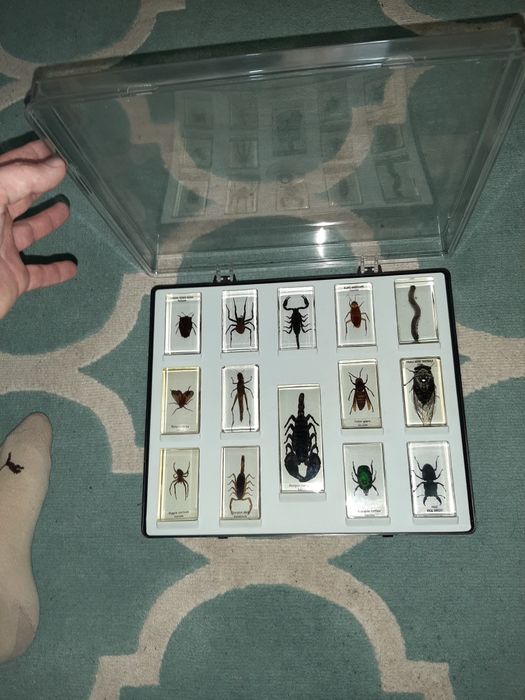 Colectie de insecte