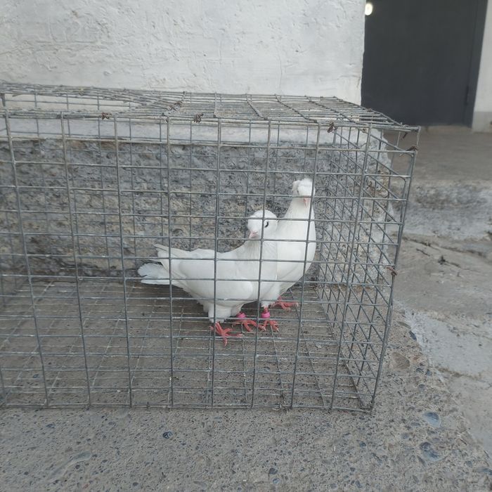 Бели двух чуби самец самка