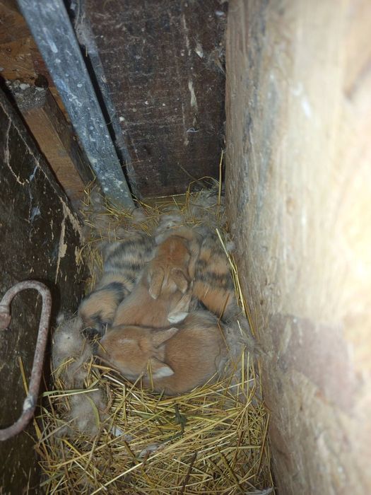 Холандско джудже , ангелски с чиста линия ,мини зайчета