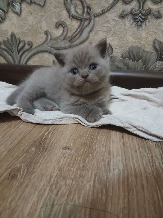 Срочно продаётся котёнок мальчик