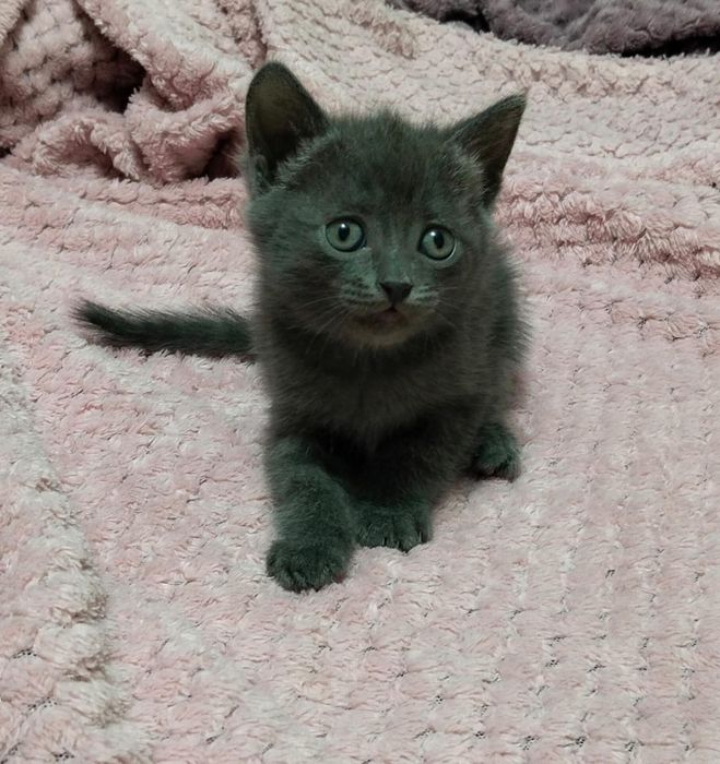 Отдам котят бесплатно
