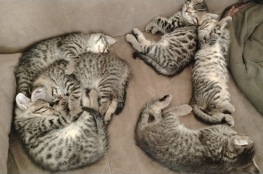 Котята 1,5 месяца