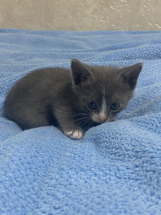 Котята.Бесплатно