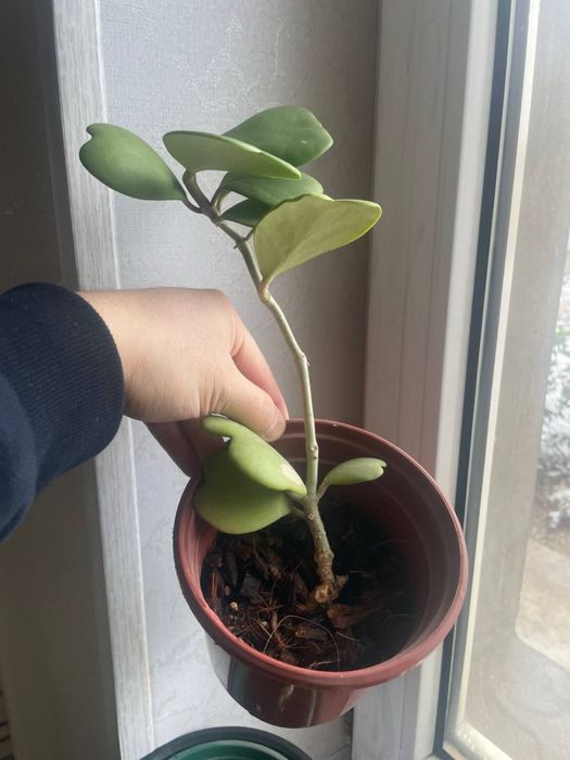 Валентинка хоя Керри