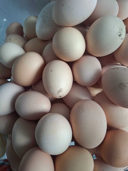 Oua proaspete  de gaina