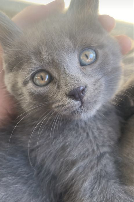 Кошкаа.