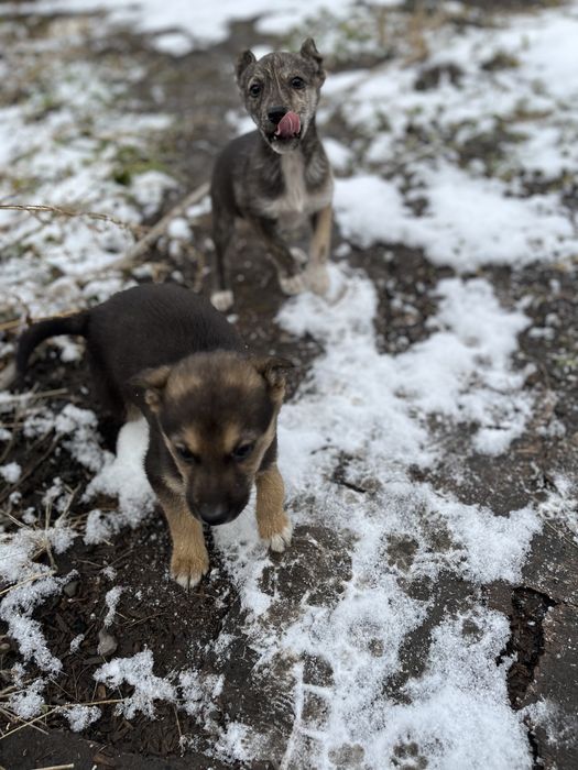 Отдам щенков в добрые руки