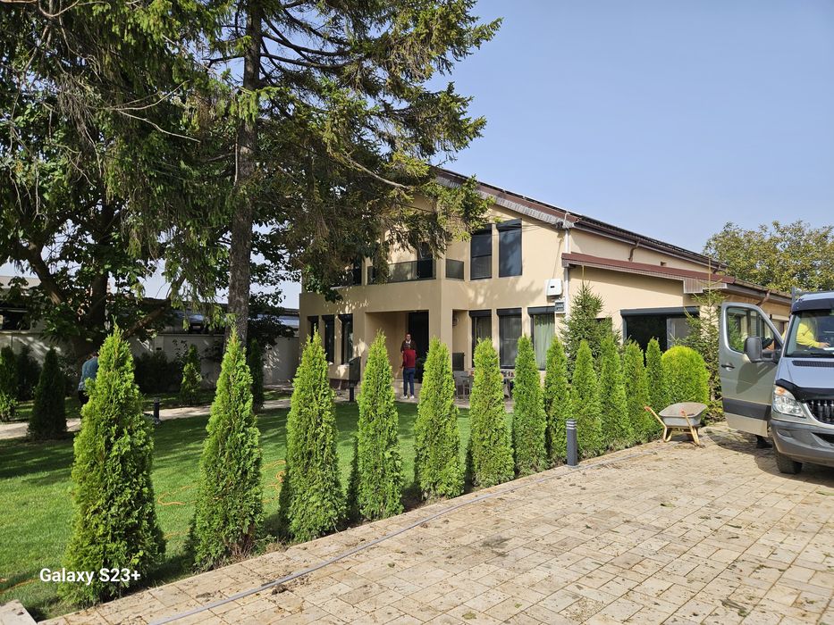 Vand leylandii si tuia smaragd