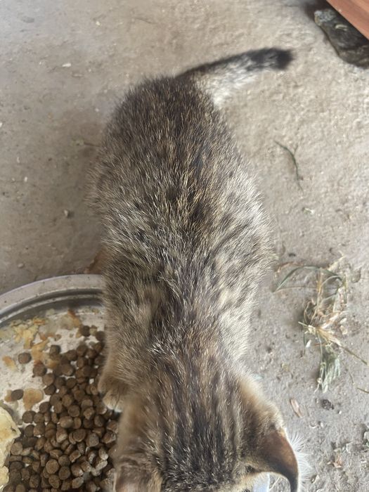 Необычный котенок