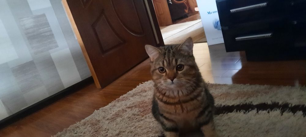 Ищем кошку для вязки. Британский короткошерстный кот.
