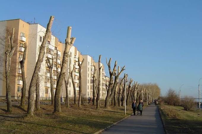 Спил дерево по городу Усть-Каменогорск