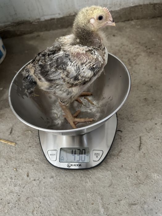 Pui de carne si rasa mixta