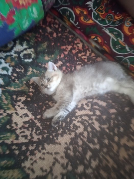 Милинкие котенки пародой золотая шиншила