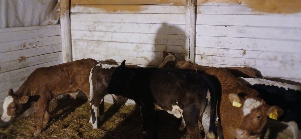 Vând viței baltati