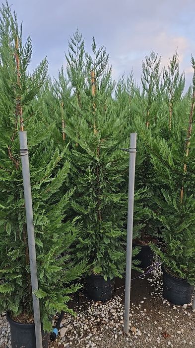 Leylandi chiparos ( gard viu)