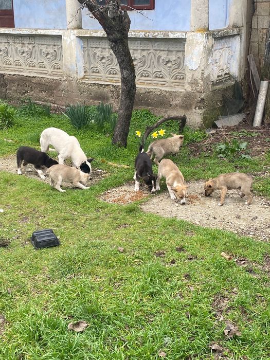 Ofer spre adoptie catei - caini - câini - căței