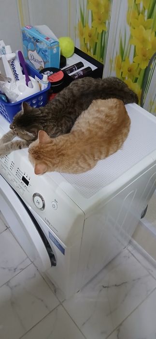 Кошечки в добрые руки