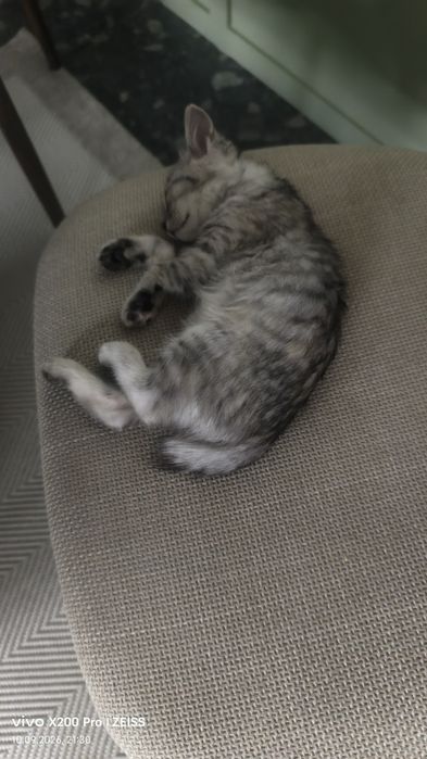 Маленький котенок